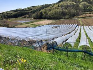 広々とした葡萄畑をひつそり見守る花